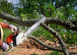 Best Arborist Consultation Services  in Cottage Lake, WA