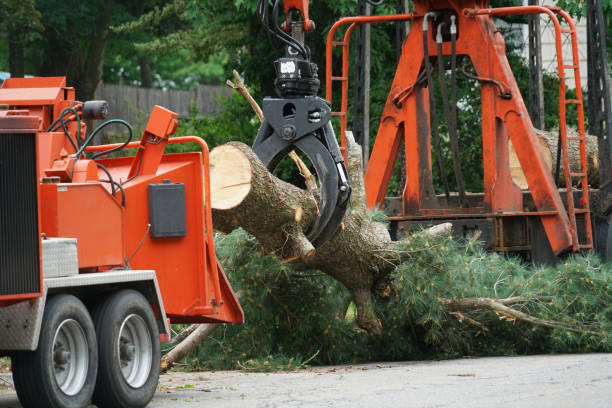 Best Stump Grinding and Removal  in Cottage Lake, WA