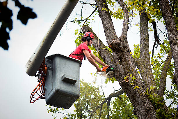 Best Leaf Removal  in Cottage Lake, WA