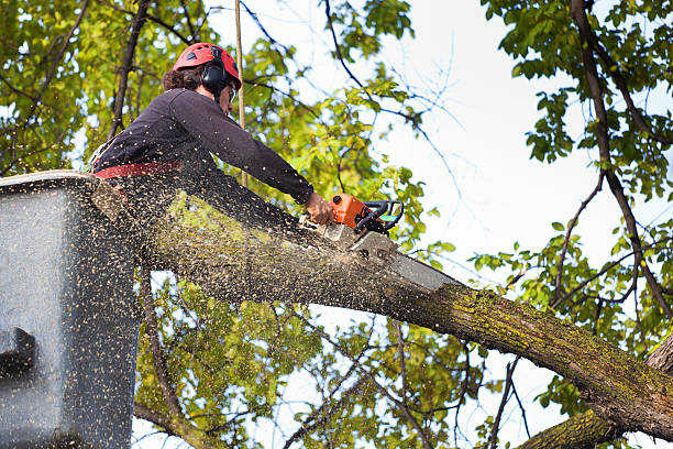 Best Tree and Shrub Care  in Cottage Lake, WA